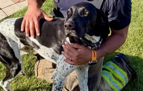 Dog scolded for barking at 4:30am goes on to save entire family's life