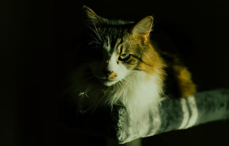 filmische kattennamen