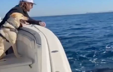 Perro se asoma al borde del barco