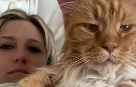 Finn, de Maine Coon zo groot als een 9-jarige