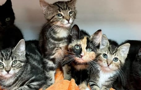 five rescue kittens