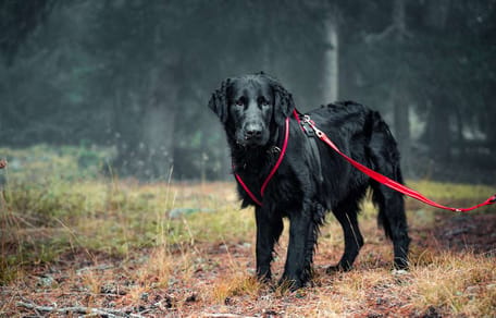 Flat-Coated Retriever