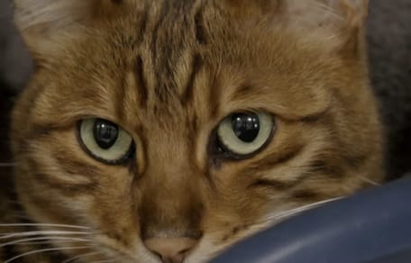 Floki de kat is na 1 jaar weer gevonden in Amsterdam maar baasjes zitten nog vast in Australië