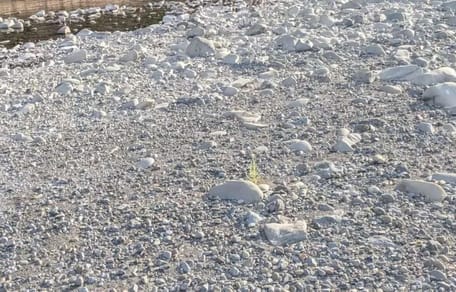 Flussbett mit weißen Kieseln