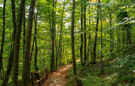 Wald
