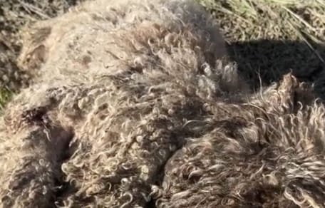 Verfilzter Hund liegt am Boden