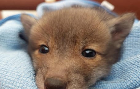 “Het was geen hond”: wandelaar in shock na het meenemen van een wild dier