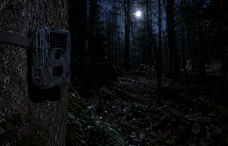Fotofalle im Wald