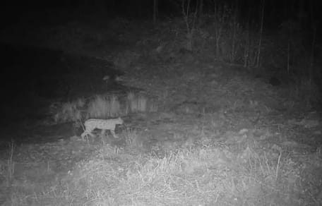 Fotofallen-Bild eines Luches