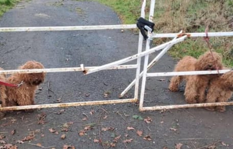 Vier Hunde im Regen an ein Tor gebunden