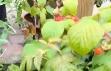 Framboises du jardin
