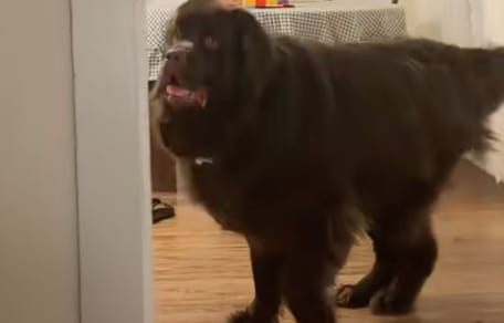Frankie la chienne