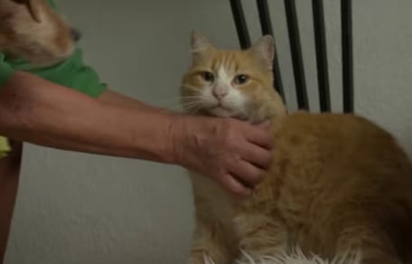 Franse Kater Remi moet binnen blijven vanwege het plassen in tuin van buren