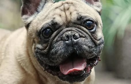 Französische Bulldogge Rocky