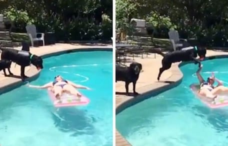 Perro se lanza sobre su dueña en piscina