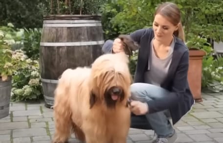 Frau bürstet langhaarigen Hund