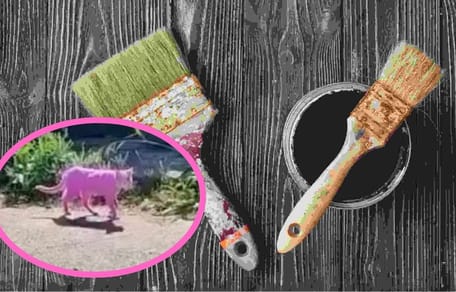 Frau färbt Katze mit Beize pink