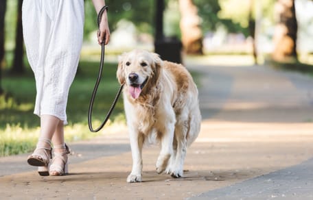 Vrouw laat hond uit
