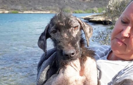 Frau hält räudigen Straßenhund