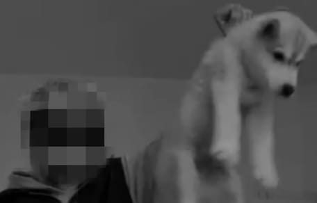 Frau hebt Huskywelpen am Genick hoch