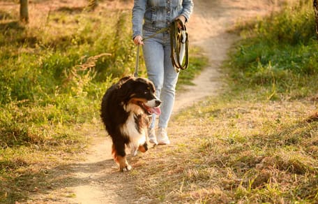 Frau macht mit Hund Spaziergang
