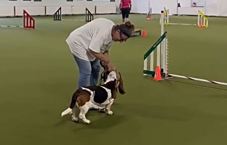 Frau mit Basset beim Agility-Turnier
