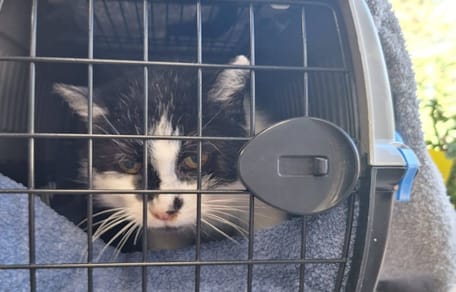 Frau will einen Anruf machen