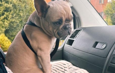 Bulldog francés sentado en el regazo en el coche