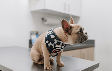French Bulldog sitting on table at vet clinic