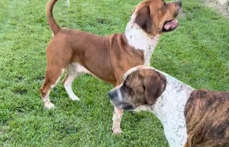 Ausgesetzte Hundebrüder