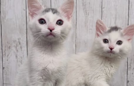 Frères chatons