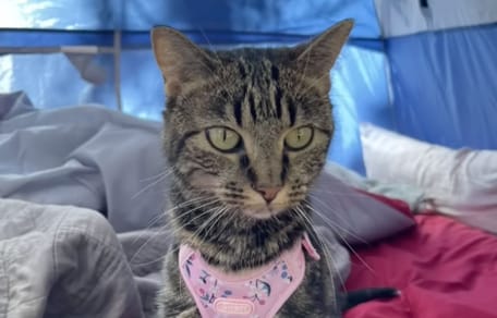Fridge the cat