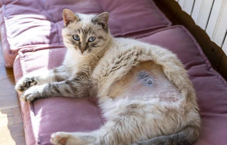 Frisch sterilisierte Katze liegt auf einem Kissen