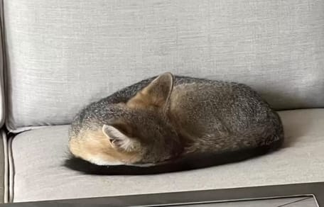 Renard sur un canapé