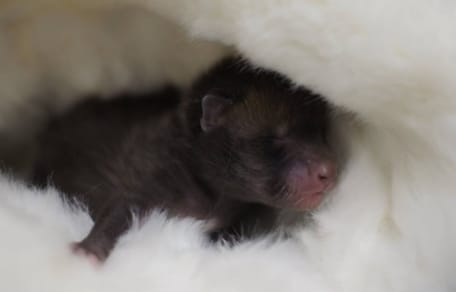 Cachorro de zorro