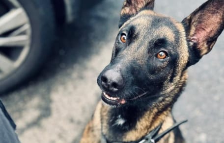 Galbi chien policier