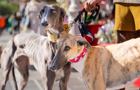 Galgos in der Fußgängerzone