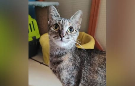 gata-fany-adopcion-valladolid