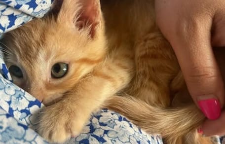 gatito-naranja-adopcion