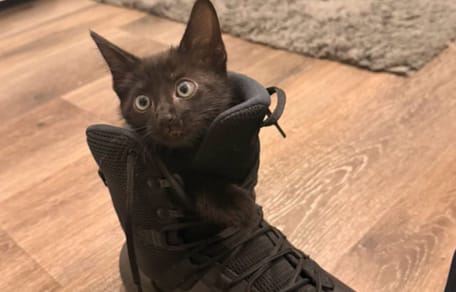 Gatito y policía