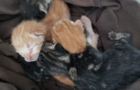 gatitos-abandonados-huelva