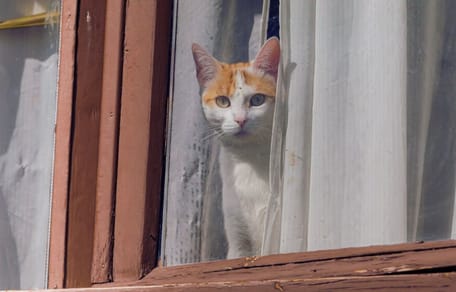 gatto-affacciato-finestra-santa-cruz-tenerife
