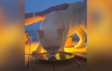 gato-callejero-rescatado-en-ibiza