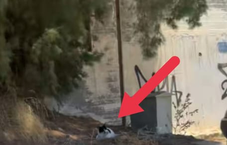 gato Chonkus Maximus en Chania