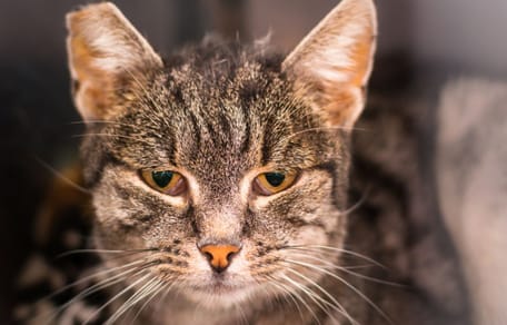 gato-con-vif