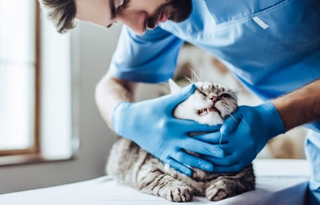 gatto dal veterinario