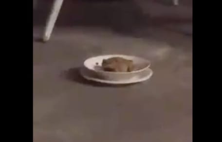 gatto accanto a ciotola di cibo vuota