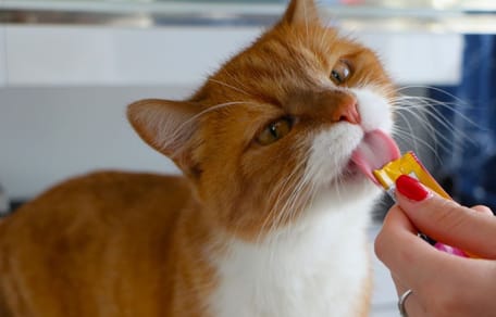 gato-lamiendo-snack-liquido-para-gatos