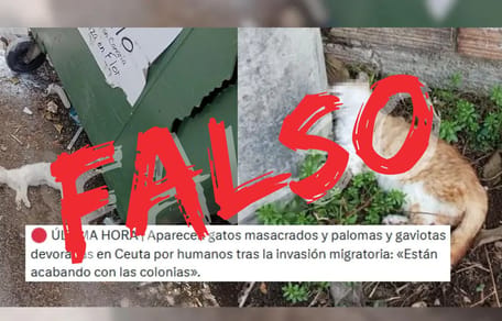 gato-muertos-en-ceuta-falso