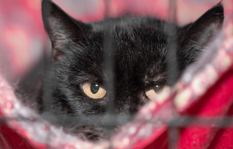 gato-negro-jaula